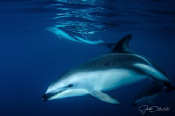 ~ Dreamlike ~
These Dusky dolphins are generally rather ... by Geo Cloete 